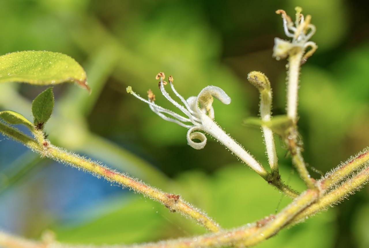 שוביני The Wild Seeds מראה חיצוני תמונה