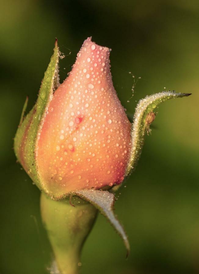 שוביני The Wild Seeds מראה חיצוני תמונה
